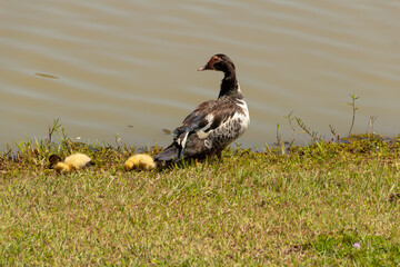 Uma pata com os seus três filhotinhos na beirada de um lago.