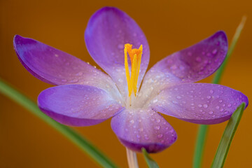 Obraz premium Single purple crocus on a colorfull background close up photo made 27 februari 2022