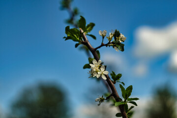 branch of a tree