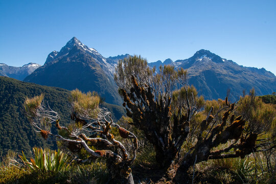 Dracophyllum longifolium, Inaka or Dragon Leaf alpine plant grass tree native to New Zealand, Darran Mountains in backround, Key Summit