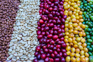 Fototapeta premium Mix of coffee beans and coffee tree blossom for background.Robusta and arabica coffee berries by agriculturist hands,Worker Harvest arabica coffee berries on its branch, harvest concept.