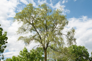 spring tree and cloudy sky