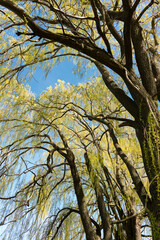 Fototapeta premium willow trees in spring