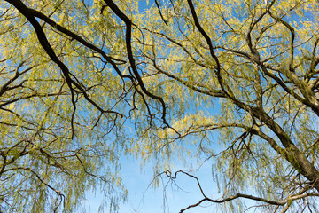 branches of a willow tree against blue sky