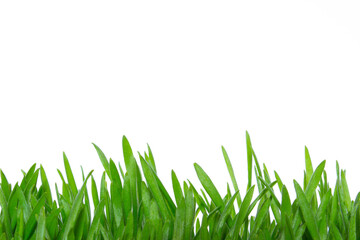 Fototapeta premium Fresh green grass isolated on a white background with copy space