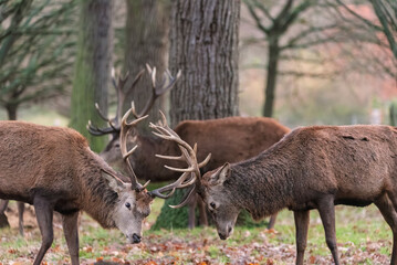 Beautiful image of red deer stags Cervus Elaphus fighting with antlers during rut season in golden forest landscape