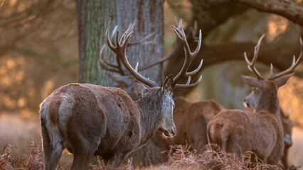 Stunning picture of a herd of red deer stags Cervus Elaphus in glowing golden dawn sunlight in forest landscape scene with stunning light