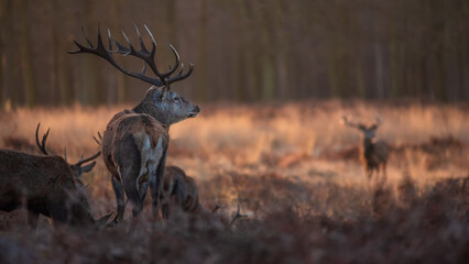 Stunning picture of a herd of red deer stags Cervus Elaphus in glowing golden dawn sunlight in...