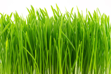 Fototapeta na wymiar Close-up fresh spring green grass isolated on a white background