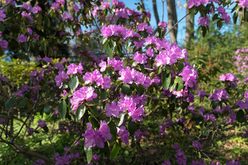Obraz premium pink rhododendron in the park