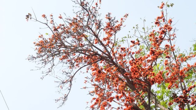 The red-orange Palash flowers have blossomed in the Palash tree. Orange flowers tree view in on midday against the sun. 4k video.