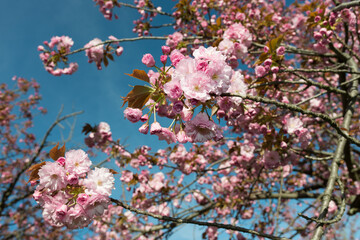 Prunus serrulata 'Kanzan' or 'Sekiyama' (cherry blossom)