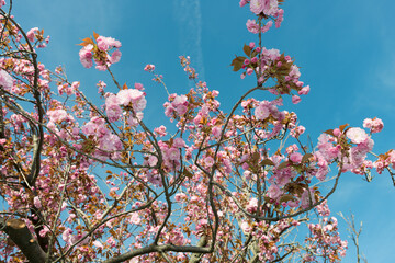 Prunus serrulata 'Kanzan' or 'Sekiyama' (cherry blossom)