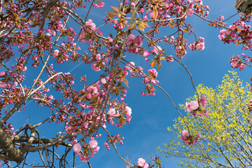 Prunus serrulata 'Kanzan' or 'Sekiyama' (cherry blossom)