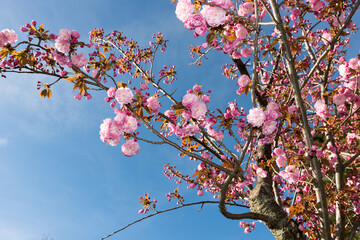 Prunus serrulata 'Kanzan' or 'Sekiyama' (cherry blossom)