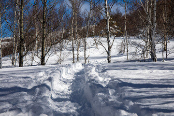 snow covered trees