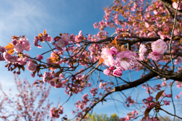 Prunus serrulata 'Kanzan' or 'Sekiyama' (cherry blossom)