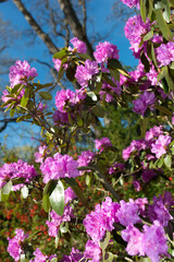 Fototapeta premium pink rhododendron in the park