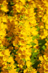 close-up of the flowers of the common loosestrife plant is a perennial herbaceous plant, a species of the loosestrife genus, Primrose family, Myrsin subfamily, the loosestrife dot variety.