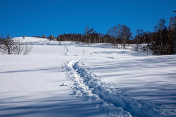 snow covered trees