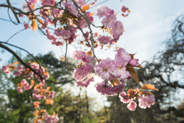 Prunus serrulata 'Kanzan' or 'Sekiyama' (cherry blossom)