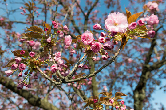 Prunus serrulata 'Kanzan' or 'Sekiyama' (cherry blossom)