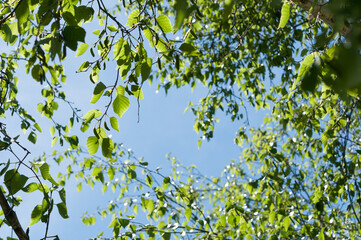 green leaves background (frame)