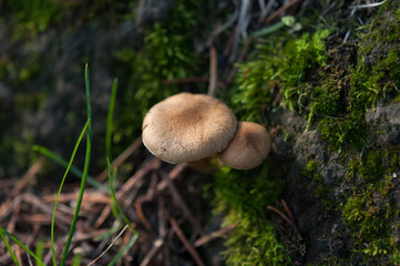 mushrooms in the forest