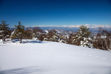 snow covered trees