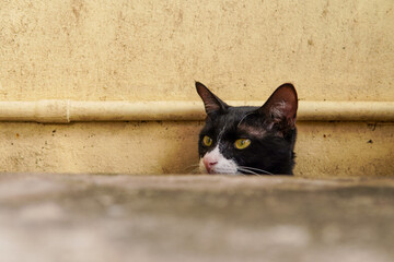 cat hid by the wall with big round eyes staring at something.