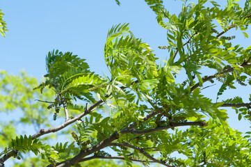 green leaves of a tree