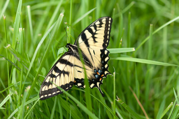 Canadian Tiger Swallowtail (Papilio canadensis) 