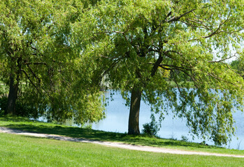 Fototapeta na wymiar trees by the pond in the park
