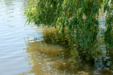 tree branches over a pond in the park