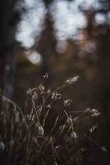 macro close up of fluffy flowers, plants in nature, swamp