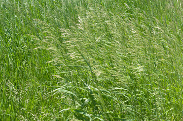 green grass background