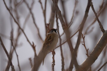 冬の昼間、枝に止まった雀を見つけました。