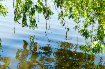 tree branches on a pond
