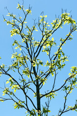 tree in spring on a blue sky