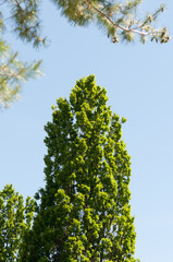 tree and sky (columnar oak)
