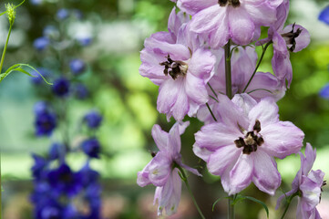 close up of Delphinium in bloom at the local conservatory