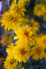 Rudbeckia laciniata or rudbeckia golden ball yellow flowers