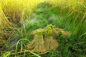 Pile of freshly harvested rice plants.