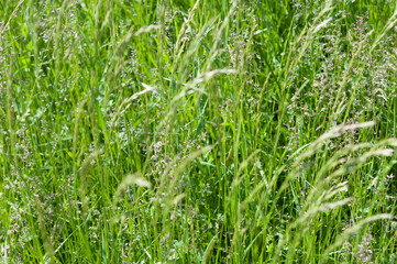 blades of grass with seed plumes on a fair-weather day