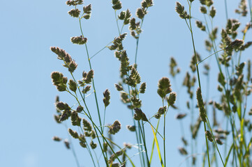grass seed plumes on a fair-weather day - blue sky