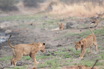 lioness and cubs