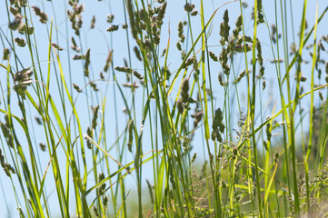 Obraz premium blue sky and blades of grass with seed plumes on a fair-weather day