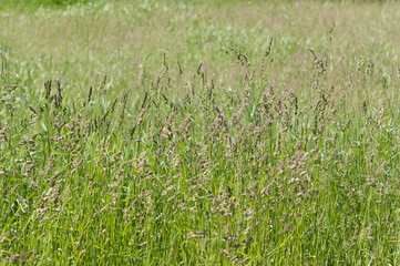 blades of grass with seed plumes on a fair-weather day