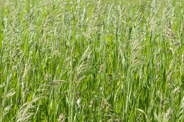 blades of grass with seed plumes on a fair-weather day
