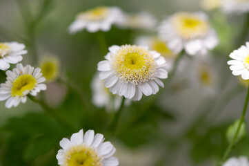 Fototapeta premium white flowers